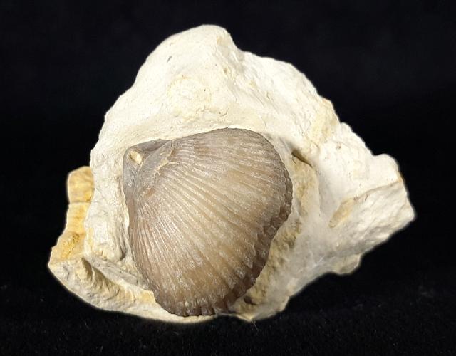 Cyclothyris globosa (ARNAUD 1872) - Bild © FossNet FossilienStore